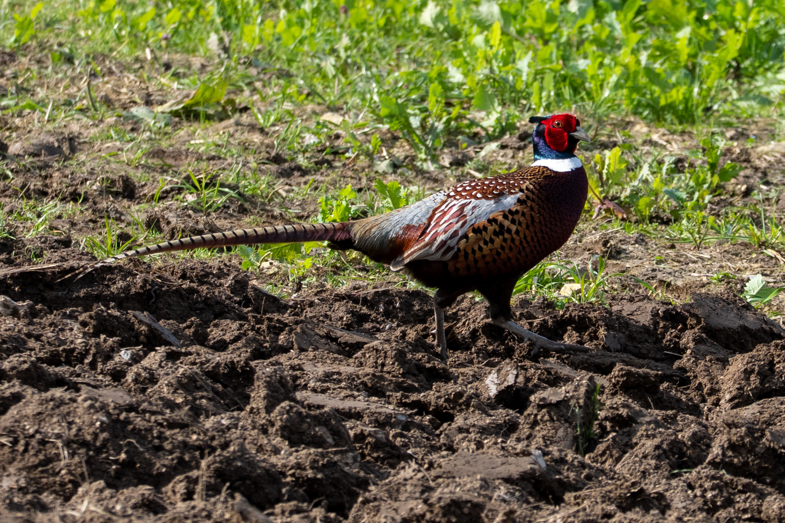 Photography by Chris Allington